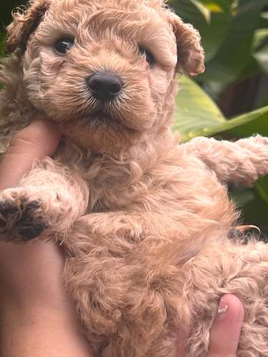 French poodle macho apricot 