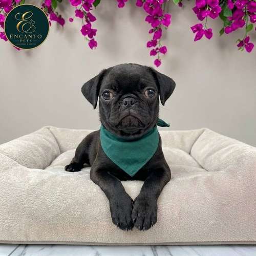 Cachorro PUG disponible - Imagen 4