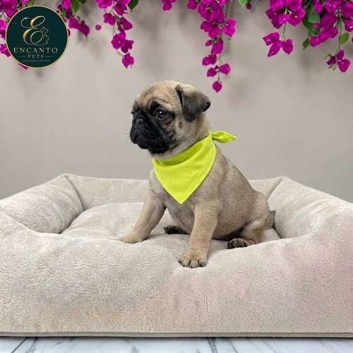 Cachorro PUG disponible - Imagen 9