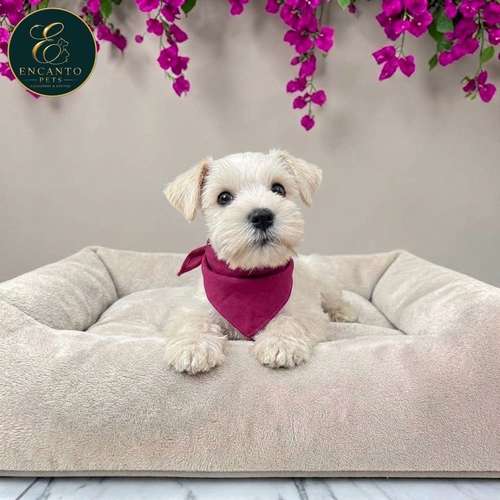 Cachorro Schnauzer Blanco y Black Silver / Miniature Schnauzer White and Black Silver disponible - Imagen 2