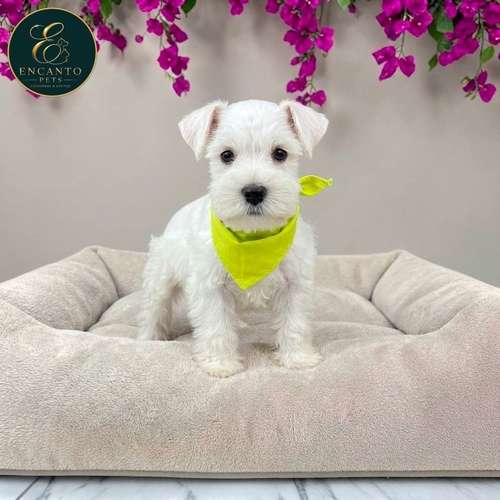 Cachorro Schnauzer Blanco y Black Silver / Miniature Schnauzer White and Black Silver disponible - Imagen 10