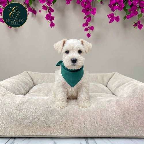 Cachorro Schnauzer Blanco y Black Silver / Miniature Schnauzer White and Black Silver disponible - Imagen 8