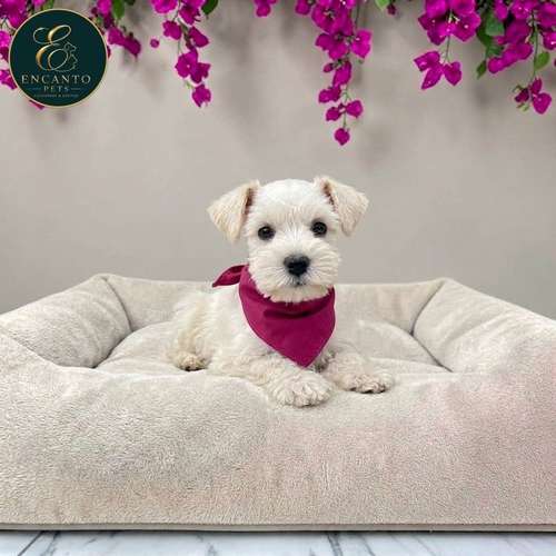 Cachorro Schnauzer Blanco y Black Silver / Miniature Schnauzer White and Black Silver disponible