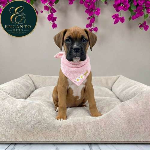 Cachorro BOXER disponible - Imagen 4