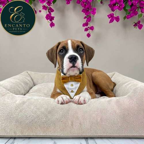 Cachorro BOXER disponible - Imagen 10