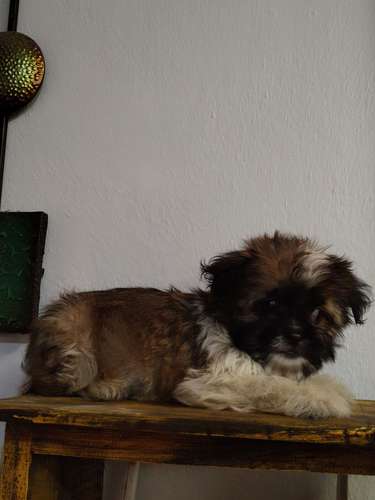 Pequines maltes  - Imagen 5