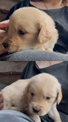 Venta de cachorro macho Golden Retriever 