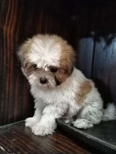 Shitzu macho 175000 
