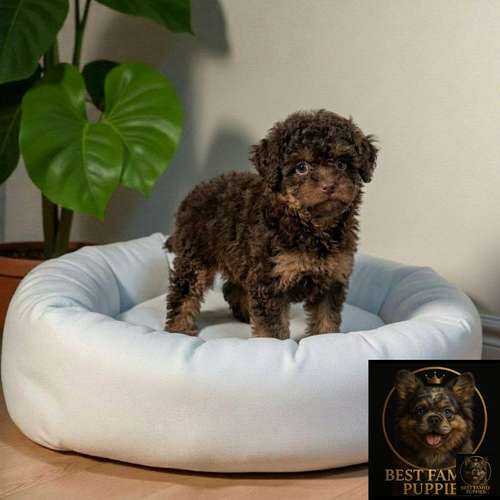 Cachorro FRENCH POODLE CHOCOLATE MINIATURA disponible