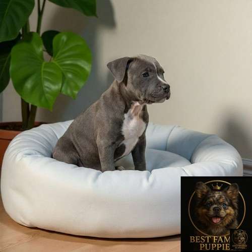 Cachorro AMERICAN STAFFORD disponible - Imagen 4