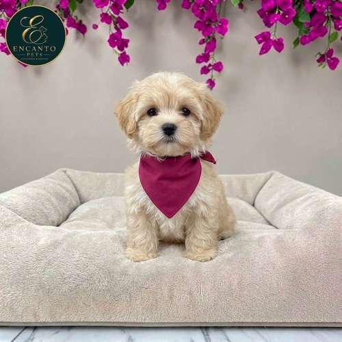 Cachorro MALTIPOO disponible - Imagen 3