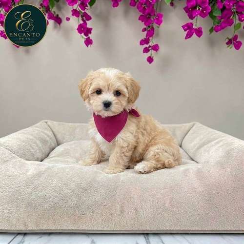 Cachorro MALTIPOO disponible - Imagen 2