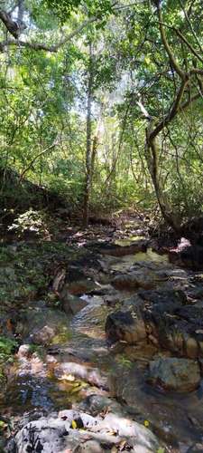 8 Hectares of Private Tropical Land with Two-Story House, Fruit Trees and Creek - Imagen 7