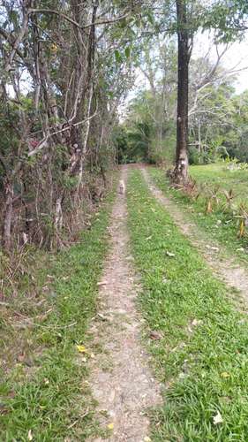 8 Hectares of Private Tropical Land with Two-Story House, Fruit Trees and Creek - Imagen 9