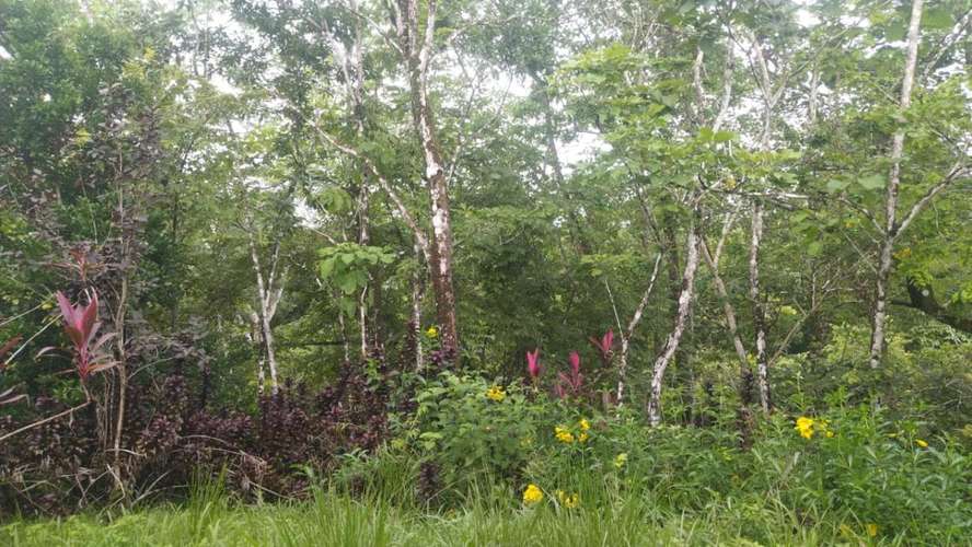 8 Hectares of Private Tropical Land with Two-Story House, Fruit Trees and Creek - Imagen 16