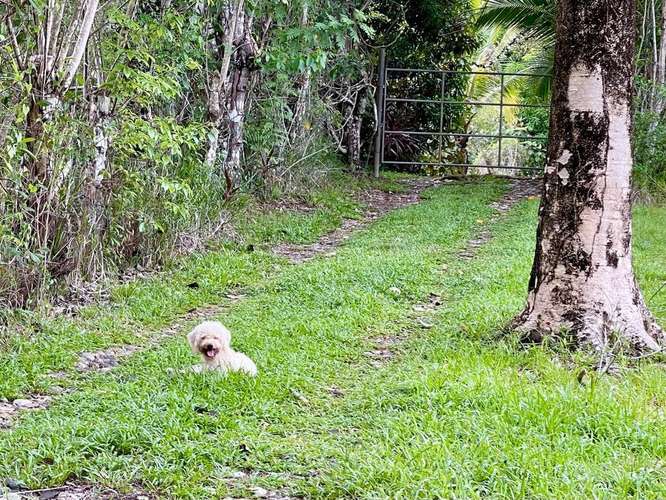 8 Hectares of Private Tropical Land with Two-Story House, Fruit Trees and Creek - Imagen 8