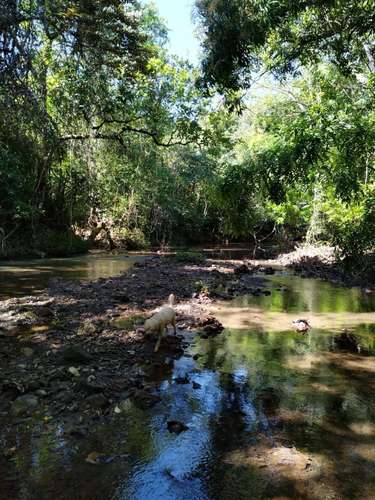 8 Hectares of Private Tropical Land with Two-Story House, Fruit Trees and Creek - Imagen 10