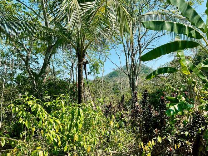 8 Hectares of Private Tropical Land with Two-Story House, Fruit Trees and Creek - Imagen 6