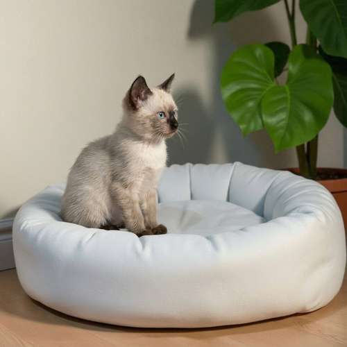 Gatito SIAMES disponible
