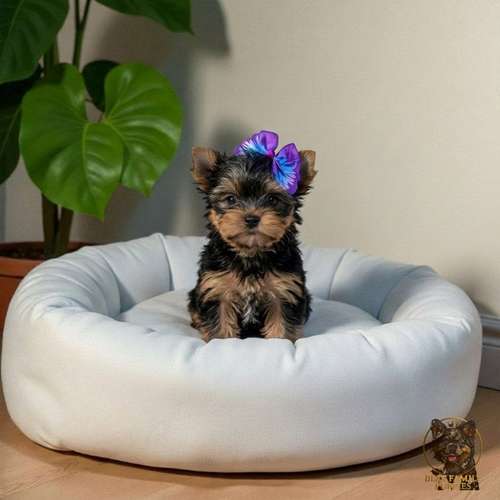 Cachorro Yorkie Miniatura / Yorkshire Terrier Miniature disponible - Imagen 7