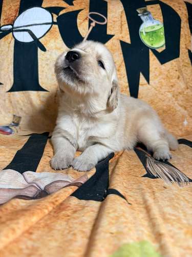 Golden retriever - Imagen 5