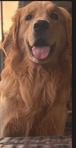 Golden retriever - Imagen 7