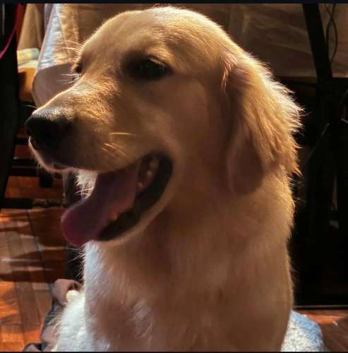 Golden retriever - Imagen 6
