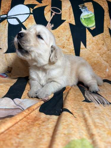 Golden retriever - Imagen 4
