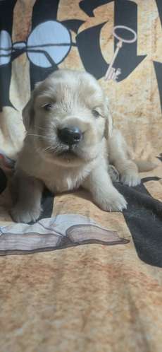 Golden retriever - Imagen 2