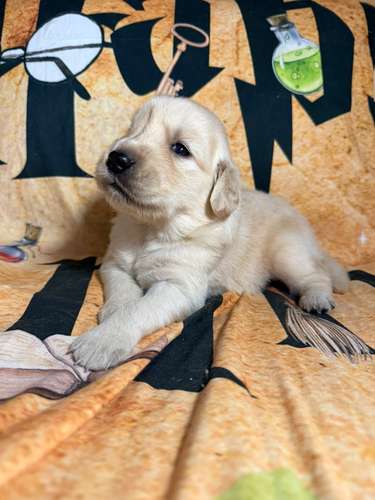 Golden retriever