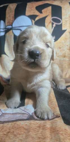 Golden retriever - Imagen 3