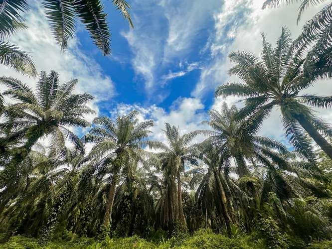  LAND FOR SALE | ESTERILLOS OESTE, COSTA RICA