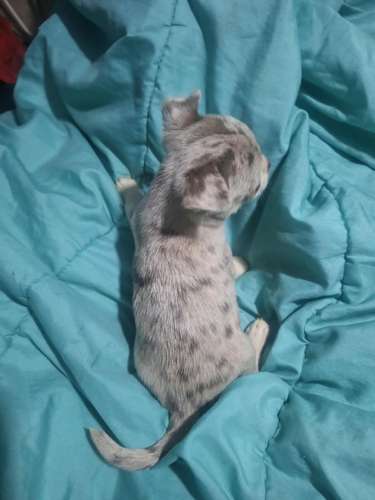 Chihuahua macho pelo corto color merle - Imagen 2