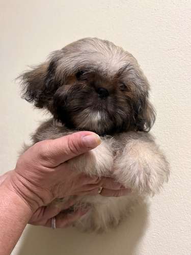 Shit tzu machitos 