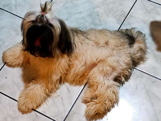 Shit tzu machitos 