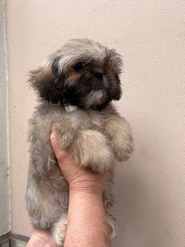 Shit tzu machitos 