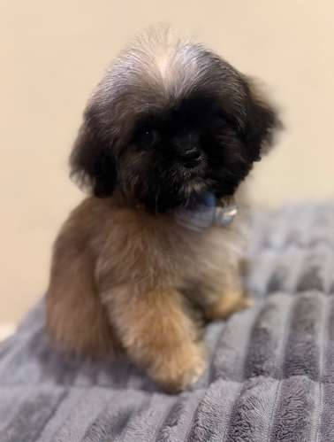 Shit tzu macho 