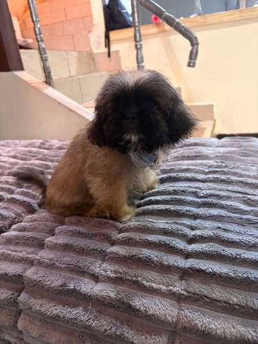 Machito Shit tzu
