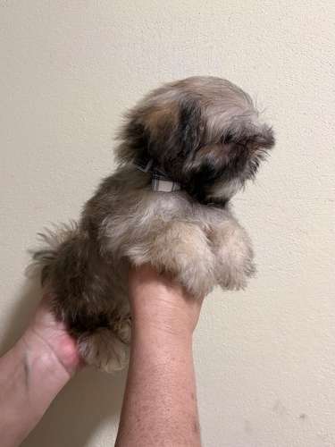 Hermoso  Shit tzu macho 