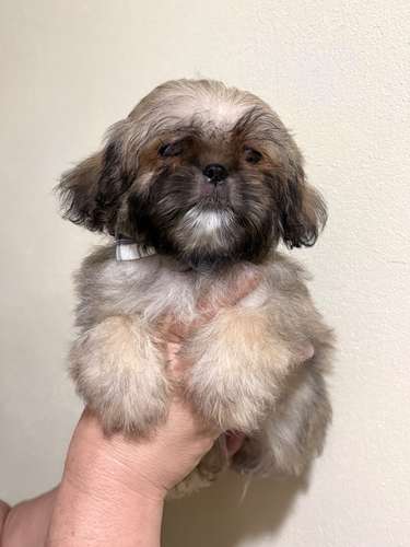 Hermoso  Shit tzu macho 