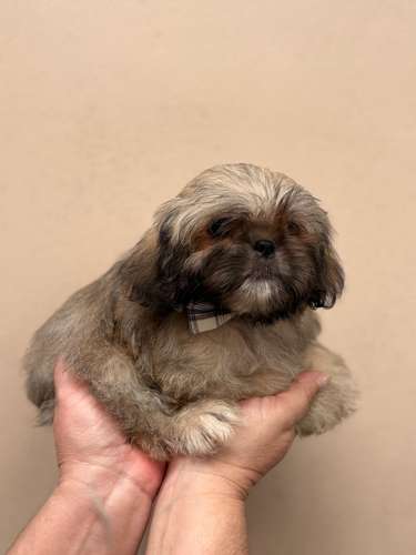 Hermoso  Shit tzu macho 