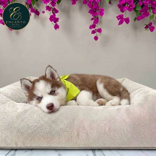 Cachorro HUSKY SIBERIANO disponible