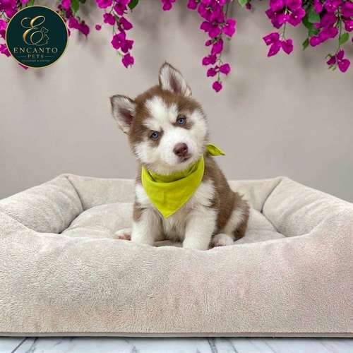 Cachorro HUSKY SIBERIANO disponible