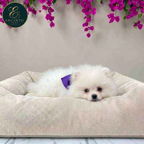 Cachorro POMERANIAN CARA DE OSO disponible