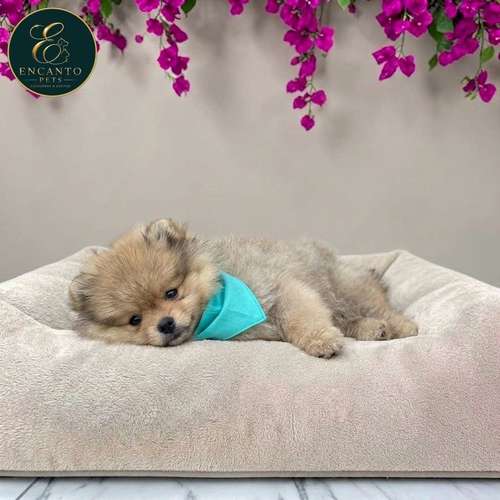 Cachorro POMERANIAN CARA DE OSO disponible