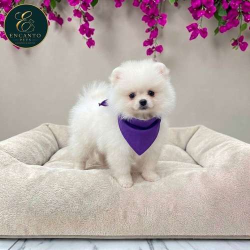 Cachorro POMERANIAN CARA DE OSO disponible