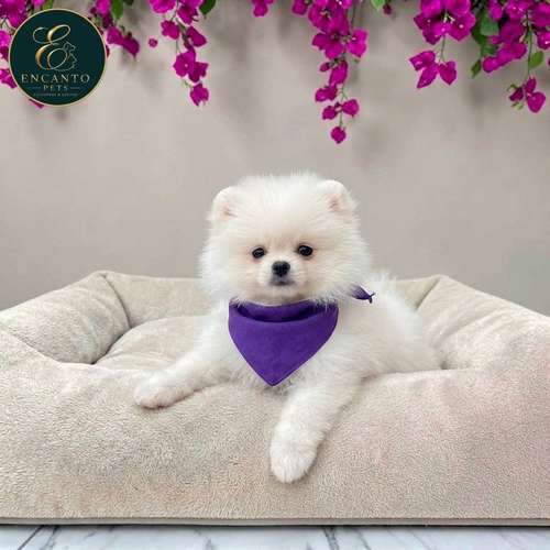 Cachorro POMERANIAN CARA DE OSO disponible