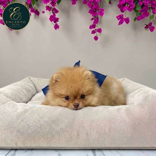 Cachorro POMERANIAN CARA DE OSO disponible