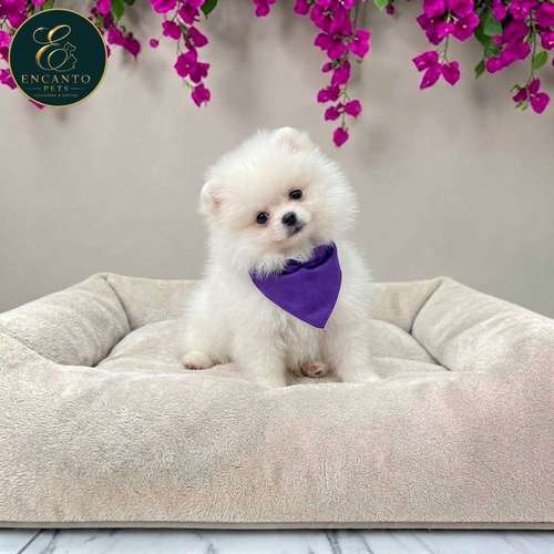 Cachorro POMERANIAN CARA DE OSO disponible