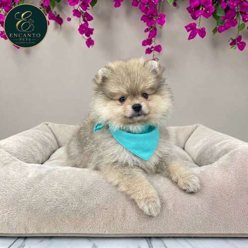 Cachorro POMERANIAN CARA DE OSO disponible